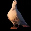 yoyo_ail