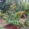 62longan096