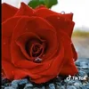 user3817212857261