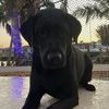 mydogsnameisindy