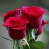 shahbaz_067