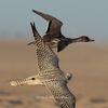 rash_496