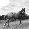 xamber.horsesx