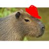 capibaracongorrito