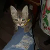 martin_2004.h