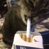 pekizzzqt
