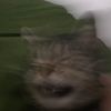 lovemycats__