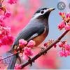 mohamedbouyahia85