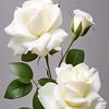 amandacolections4