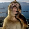monkeypoop122