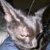 kiril24603