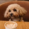 Maltipoo.pony