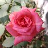 rawdarezk55