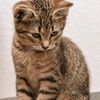 kucing12345675