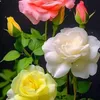 rose100marokia
