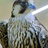 northfalcon66