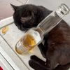 gatoboracho2.0