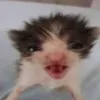 guxtaa.com3