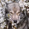 artemis_wolf232