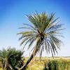 malazaltayeb03
