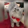 perla_1709