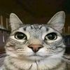 gato_parceiro