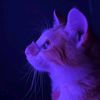 sammy_mimido