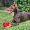 kylothedoberman