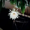 neidesantoslima4902