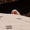 yukiandjujube