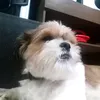 victor__gustavo1