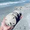loriblovesseashells