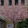 yasusapporo