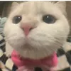 .isnhqunh_