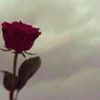 batool_asleh
