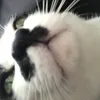 hoanghuycqnqsr