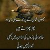 alibaloch20035