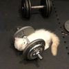 emilis.lifts