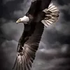 LVC