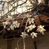bloomyjk_