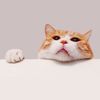 madridpotaev_1