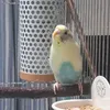 konpeito222