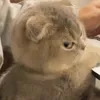 zorocomel
