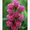 ashhs167