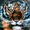 guillerminavargas34