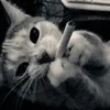 user_yzzx