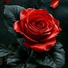roph_47
