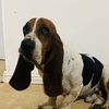 goofy.thebasset1