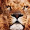 osman_abdelraouf_