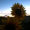 goretebastos1